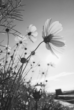 黑白花朵