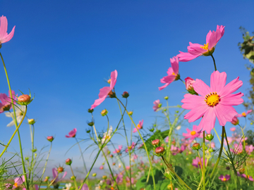 格桑花