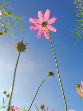 格桑花