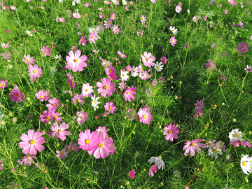 格桑花