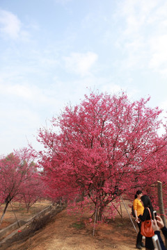 樱花