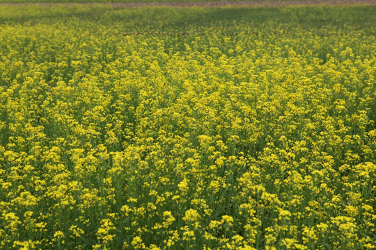 油菜花