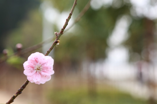 桃花