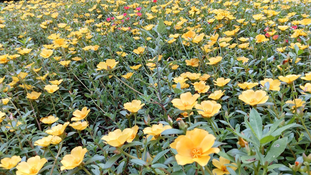 山茶烂漫 一地黄花