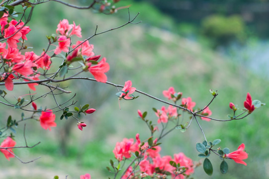 红花湖风光