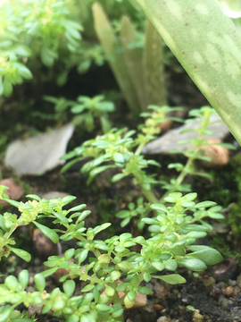 小植物