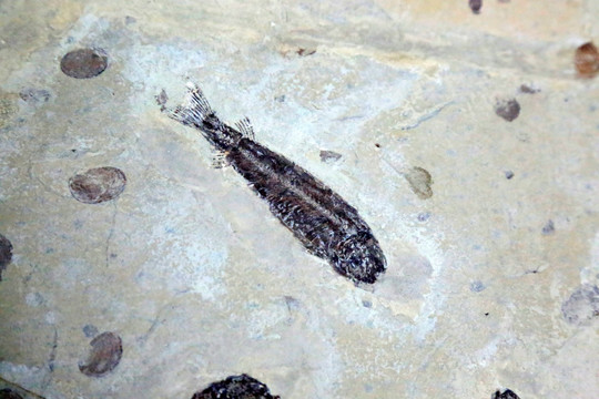 鱼化石
