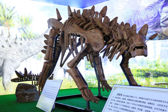 剑龙化石 恐龙化石