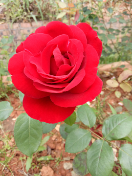 高清玫瑰系列 火红玫瑰
