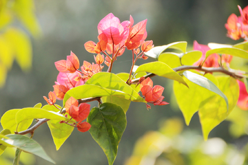 杜鹃花