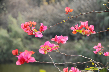 宝巾花卉摄影素材