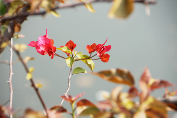 光叶子花