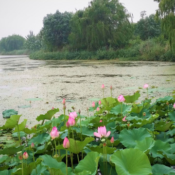 荷花 湖泊 花草 自然风景 水