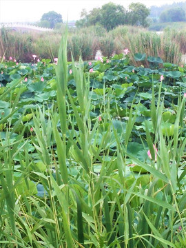 荷花 莲花 荷花池 莲塘 莲