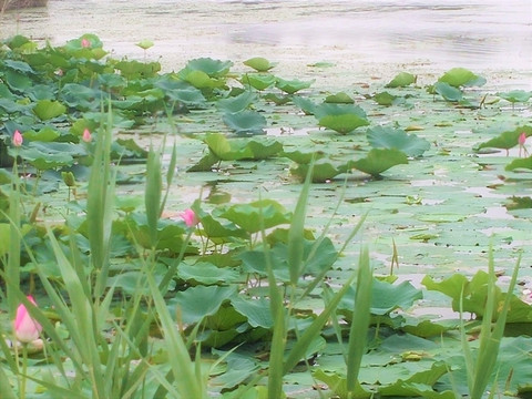 荷花 莲花 荷塘 睡莲 莲 花