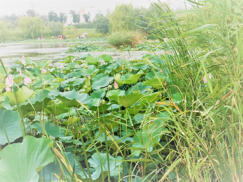 荷花 莲花 荷塘 睡莲 莲 花