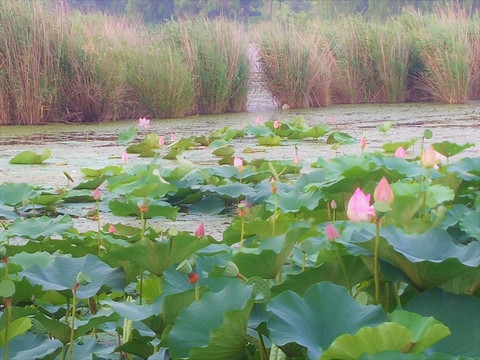 莲花荷花 荷塘 睡莲 莲 花