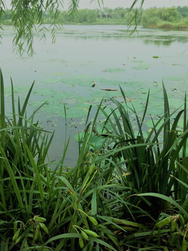 荷塘 湖泊 自然风景 绿植物