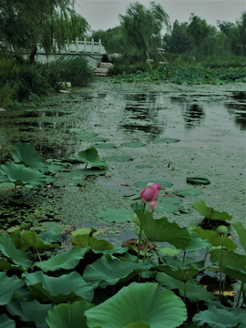 荷花荷花池 莲塘 荷叶 湖水