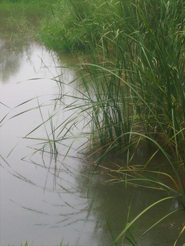 水草 湖面 绿草 植物 风景