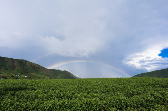 安吉白茶茶园