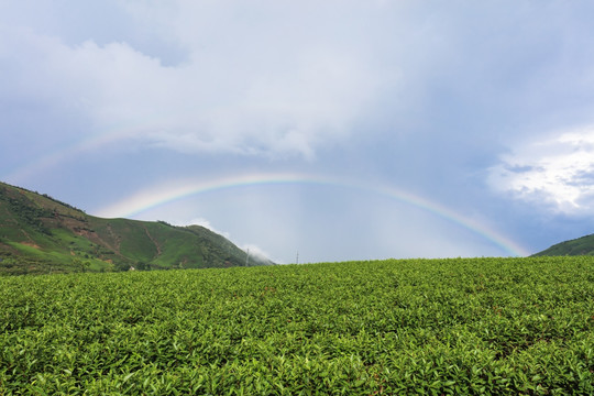 浙江安吉白茶茶山