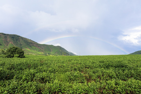 浙江安吉白茶茶山