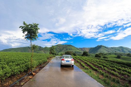 浙江安吉白茶茶山