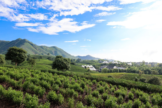 浙江安吉白茶茶园茶山