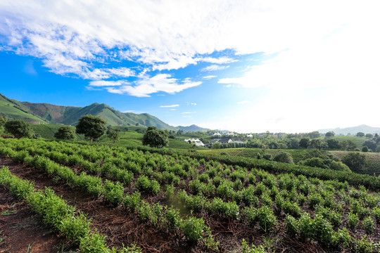 浙江安吉白茶茶园茶山