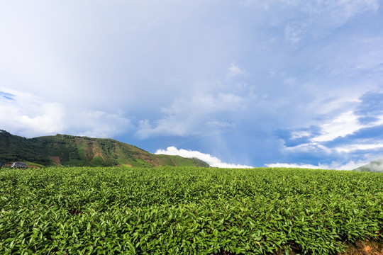 浙江安吉白茶茶园茶山