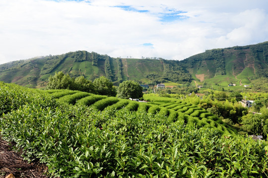 浙江安吉茶场茶山