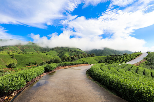 浙江安吉白茶茶园茶山