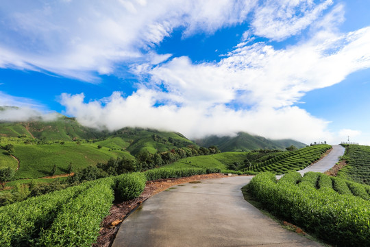 浙江安吉茶场茶山