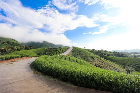 浙江安吉茶场茶山