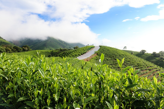 浙江安吉白茶茶园茶山