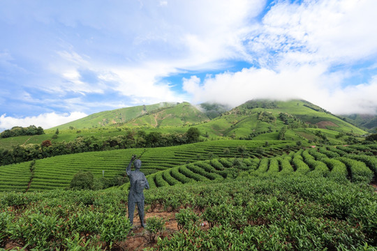 浙江安吉白茶茶园茶山