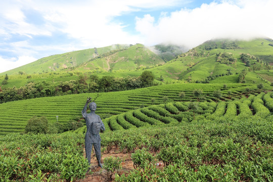 浙江安吉白茶茶园茶山