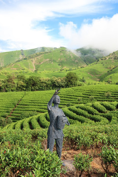 浙江安吉 白茶 茶园 茶山 茶