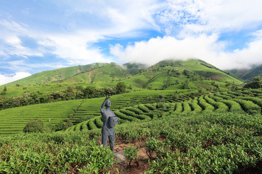 浙江安吉 白茶 茶园 茶山 茶