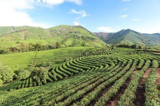 浙江安吉白茶茶园茶山