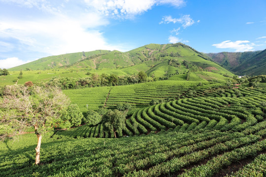 浙江安吉白茶园茶山