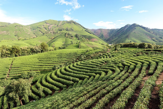 浙江安吉白茶茶园