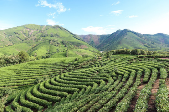 浙江安吉 白茶 茶园 茶山 茶