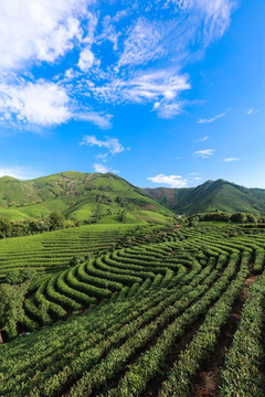 浙江安吉白茶园茶山