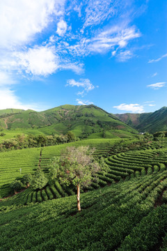 浙江安吉白茶园茶山