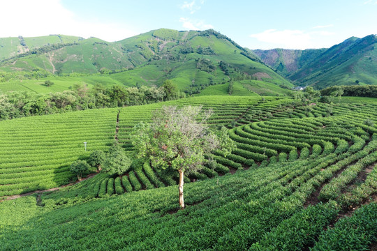 浙江安吉茶叶茶山茶场