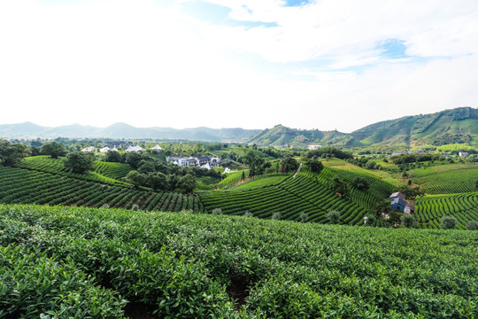 浙江安吉茶叶茶山茶场