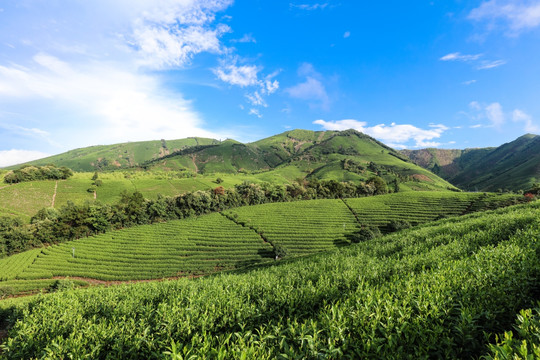 浙江安吉白茶种植茶山