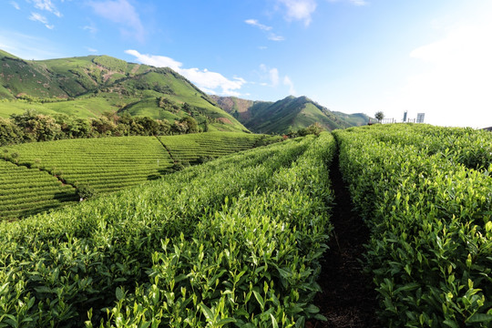 浙江安吉白茶种植茶山